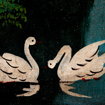 Swans on the lake