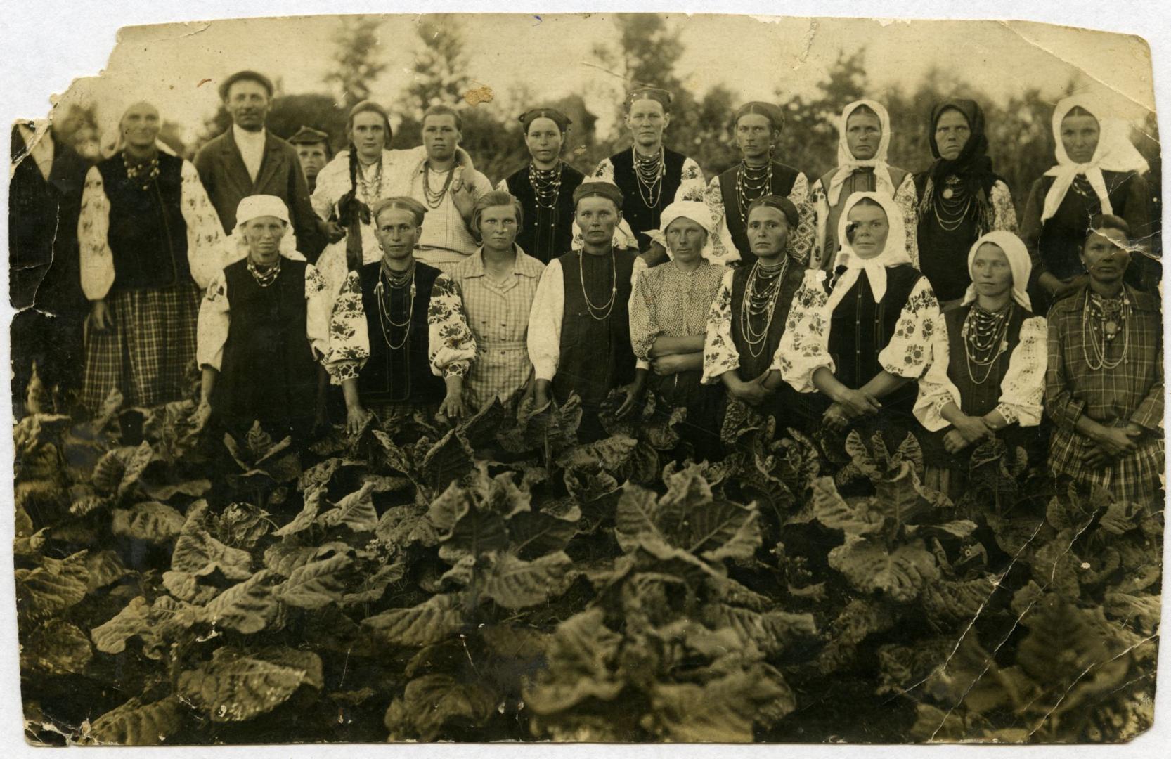 Photo. A group of people standing in front of harvested tobacco