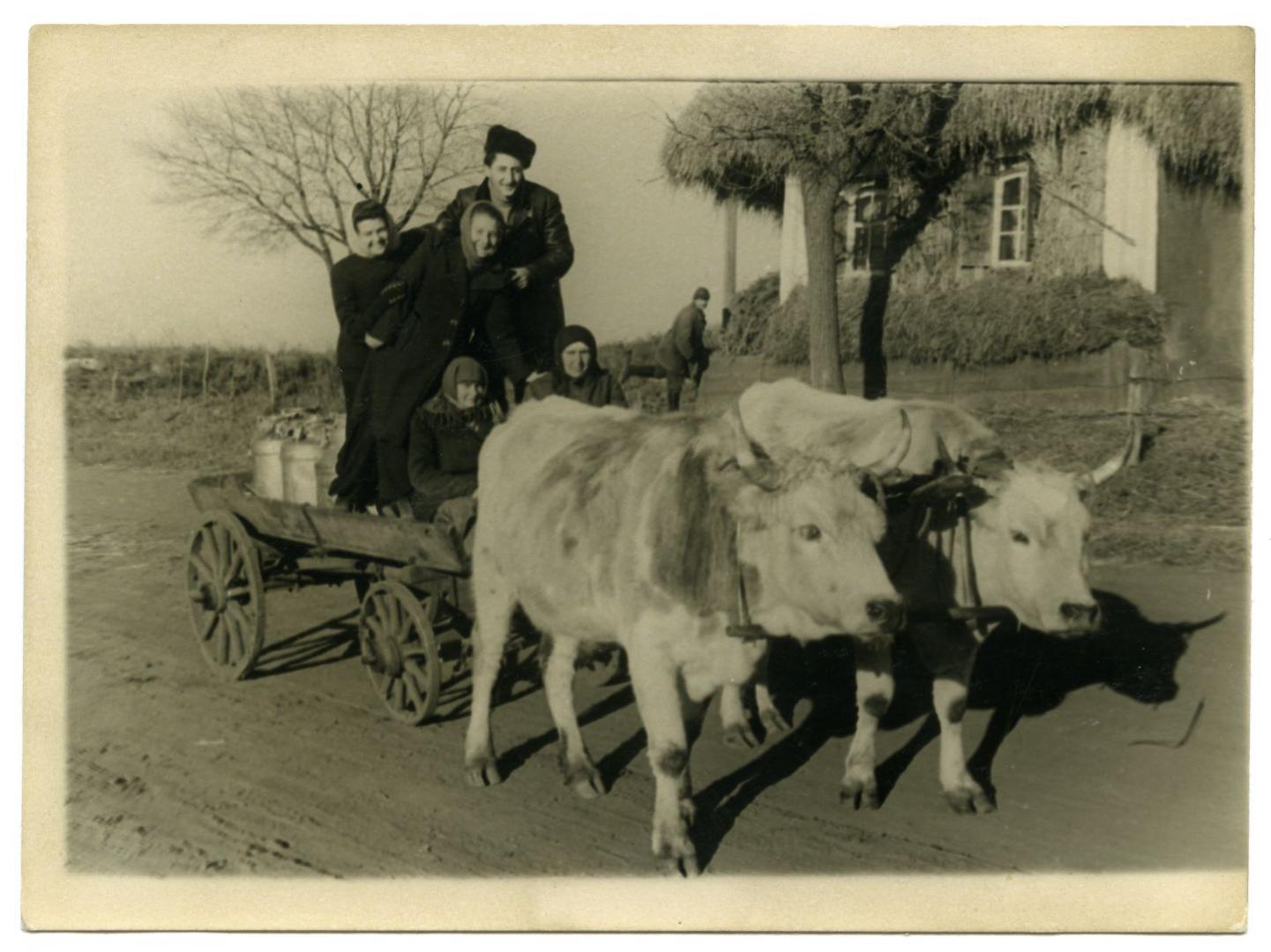 Photo. A group of people in a cart drawn by oxen