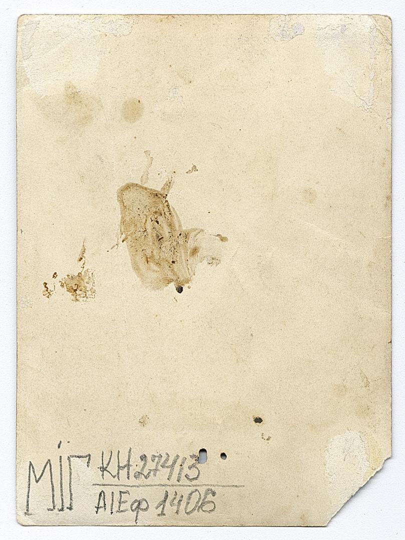 Three women, one in traditional attire and belted with a rushnyk