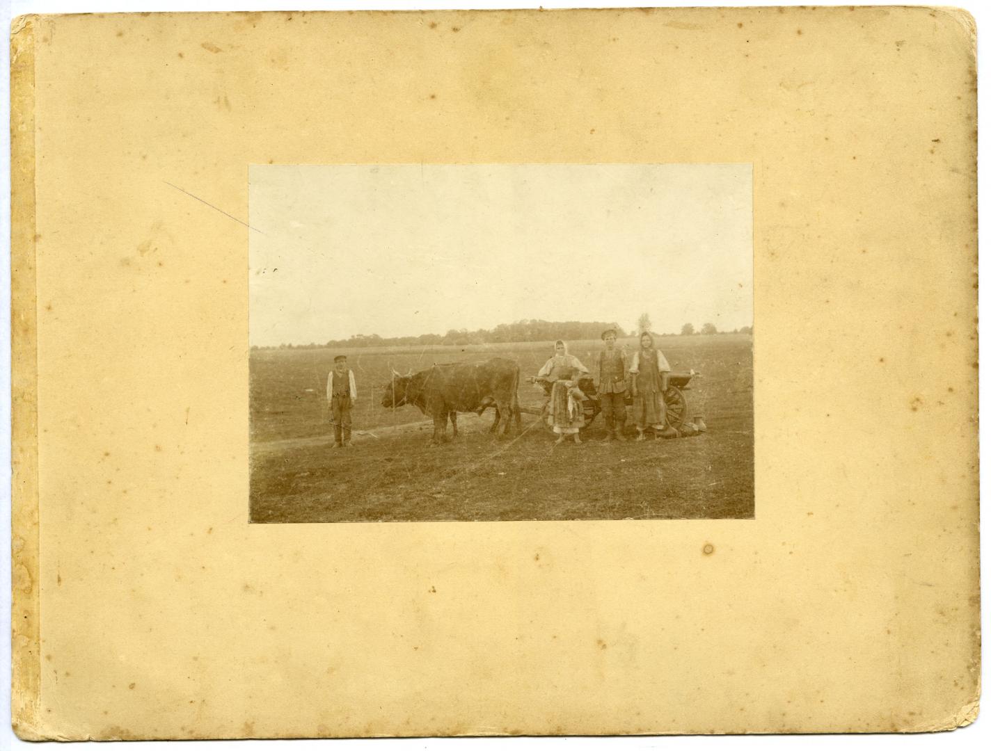 Photo. A family in a field standing near a cart with oxen